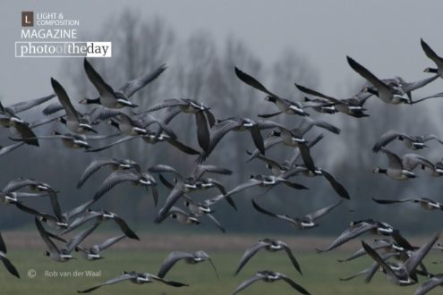 Panic! by Rob van der Waal - Wildlife Photography, Photojournalism, Nature Photography, Photography Awards, Art Photography