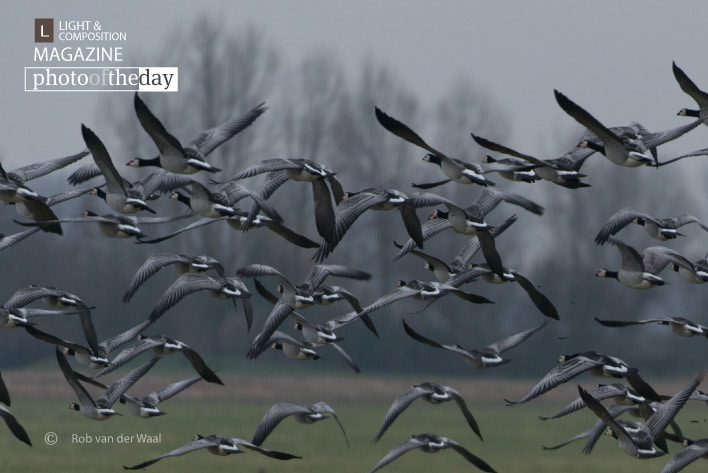 Panic! by Rob van der Waal Panic! by Rob van der Waal - Wildlife Photography, Photojournalism, Nature Photography, Photography Awards, Art Photography