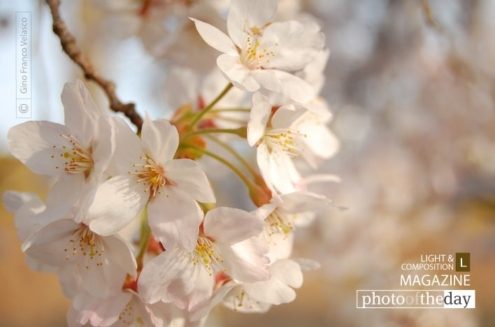 Transience of Life, by Gino Franco Velasco - Nature Photography, Photography Awards, Photo of the Day, Art Photography,  Online Photography Courses