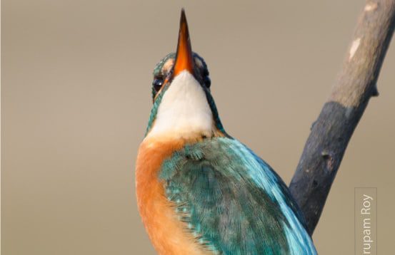 Sky Look, by Nirupam Roy Sky Look, by Nirupam Roy - Wildlife Photography, Photo of the Day, Nature Photography, Photography Awards, Online Photography Courses