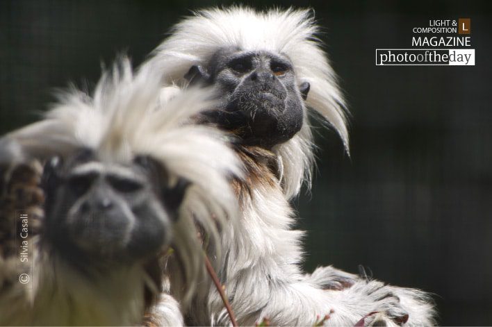 Cotton Headed Tamarin, by Silvia Casali Cotton Headed Tamarin, by Silvia Casali - Cotton Headed Tamarin, Wildlife Photography, Photo of the Day, Photography Award, Silvia Casali