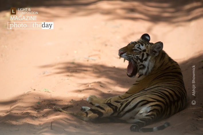 The Royals of Bandhavgarh, by Abhijit Bhowmick The Royals of Bandhavgarh, by Abhijit Bhowmick - Wildlife Photography, Bandhavgarh, Tiger Photography, Photo of the Day, Photography Awards
