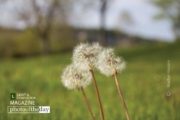 The Dandelions, by Mazhar Hossain - Nature Photography, Photo of the Day, Photography Awards, Dandelions, Mazhar Hossain