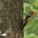 Black-Rumped Flameback, by Nazmul Shanji - Wildlife Photography, Photojournalism, Nature Photography, Photography Education, Black-Rumped Flameback