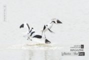 Wildlife Photography, Nature Photography, Photo of the Day, Pied Avocet, Photography Awards – Balts of the Pied Avocet, by Rob van der Waal Balts of the Pied Avocet, by Rob van der Waal - Wildlife Photography, Nature Photography, Photo of the Day, Pied Avocet, Photography Awards