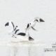 Balts of the Pied Avocet, by Rob van der Waal - Wildlife Photography, Nature Photography, Photo of the Day, Pied Avocet, Photography Awards