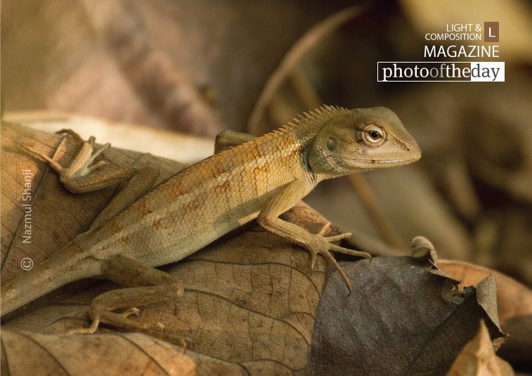 Changeable Lizard, by Nazmul Shanji Changeable Lizard, by Nazmul Shanji - Wildlife Photography, Photojournalism, Nature Photography, Photography Awards, Light & Composition