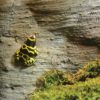Yellow-banded Poison Dart, by Ann Arthur - Wildlife Photography, Photography Awards, Photo of the Day, Yellow-banded Poison Dart, Nature Photography
