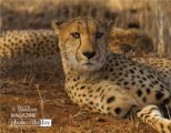 Cheetah Stare, by Bashar Alaeddin - Wildlife Photography, Cheetah Photography, Photojournalism, Photography Awards, Photo of the Day
