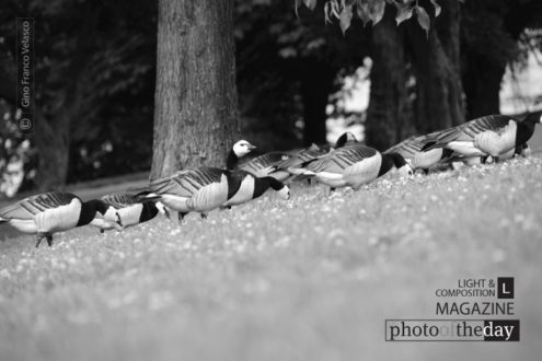 The Watcher, by Gino Franco Velasco - Wildlife Photography, Photo of the Day, Photography Awards, Nature Photography, Art Photography