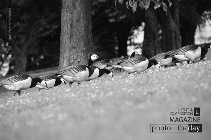 The Watcher, by Gino Franco Velasco - Wildlife Photography, Photo of the Day, Photography Awards, Nature Photography, Art Photography