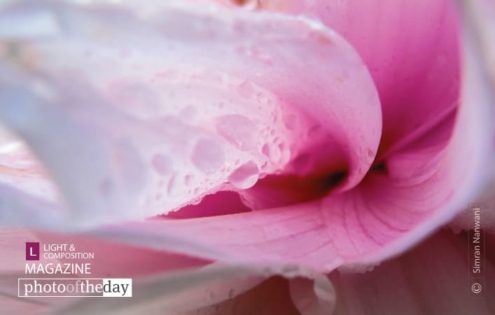 Dewdrops on Flower, by Simran Nanwani - Close-up Photography, Dewdrops, Nature Photography, Photography Awards, Photo of the Day