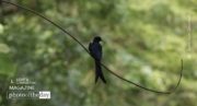 Identifying Black Drongo, by Rahat Azim Chowdhury - Wildlife Photography, Black Drongo, Photo of the Day, Nature Photography, Bird Photography