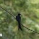 Identifying Black Drongo, by Rahat Azim Chowdhury - Wildlife Photography, Black Drongo, Photo of the Day, Nature Photography, Bird Photography
