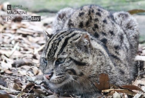 Fiddle the Fishing Cat, by Arnold Chan - Wildlife Photography, Photography Awards, Photo of the Day, Fishing Cat, Photography Education