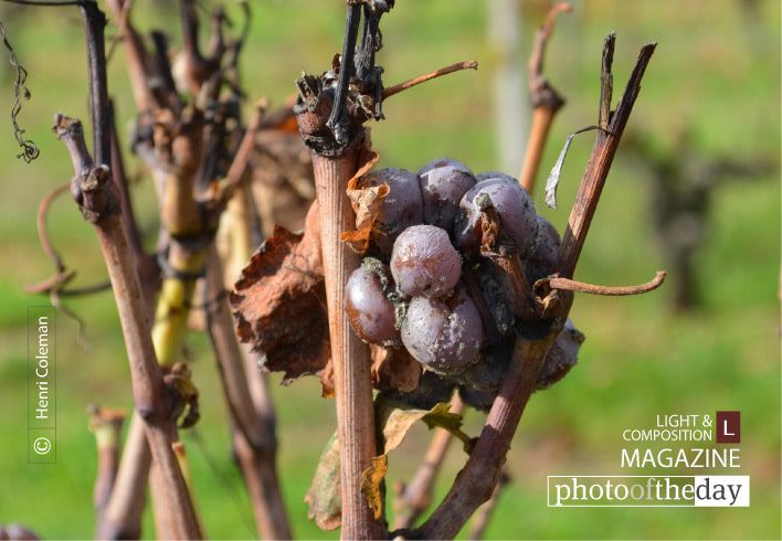 The Grand Rot, by Henri Coleman The Grand Rot, by Henri Coleman - Photo of the Day, Close-up Photography, Art Photography, Photography Awards, Henri Coleman