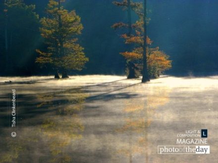 Thick Mist, by Tisha Clinkenbeard - Nature Photography, Photography Awards, Photo of the Day, Landscape Photography, Award Winning Photography