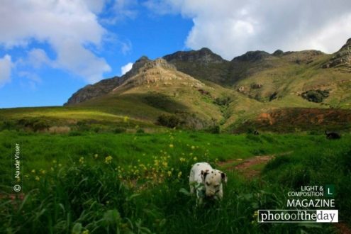 Vegetarian Dalmatian, by Naude Visser - Nature Photography, Photography Awards, Photo of the Day, Dalmatian, Photography Competition