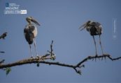 Giants in Conversation, by Nirupam Roy - Wildlife Photography, Nature Photography, Photo of the Day, Bird Photography, Photography Awards