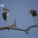 Giants in Conversation, by Nirupam Roy - Wildlife Photography, Nature Photography, Photo of the Day, Bird Photography, Photography Awards