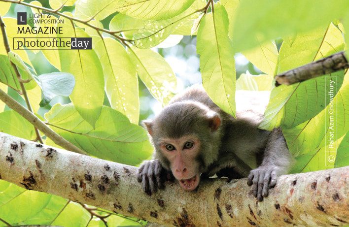 Rhesus Monkey, by Rahat Azim Chowdhury Rhesus Monkey, by Rahat Azim Chowdhury - Wildlife Photography, Photography Awards, Photo of the Day, Rhesus Monkey, Nature Photography