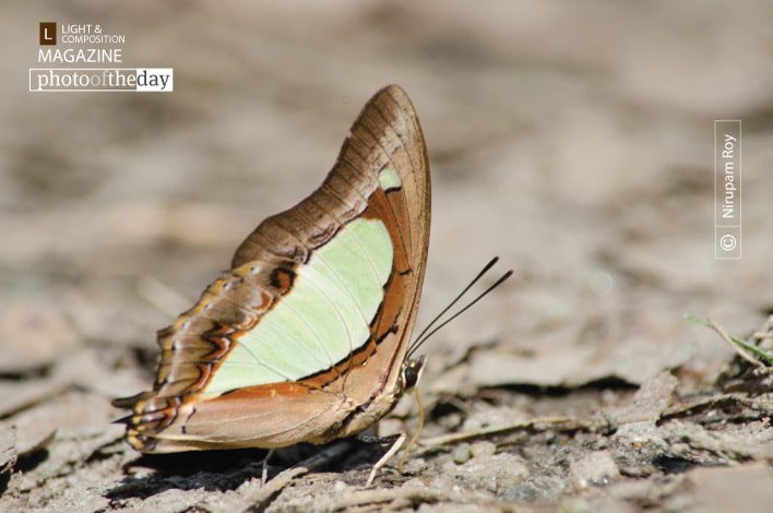 Polyura Athamas, by Nirupam Roy Polyura Athamas, by Nirupam Roy - Close-up Photography, Nature Photography, Photography Awards, Photo of the Day, Art Photography
