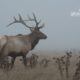 Point Reyes Elk, by Laria Saunders - Wildlife Photography, Photography Awards, Photo of the Day, Point Reyes Elk, Nature Photography