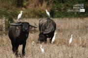Cattle Egret and Buffalo, by Saniar Rahman Rahul - Wildlife Photography, Photojournalism, Nature Photography, Cattle Egret, Buffalo