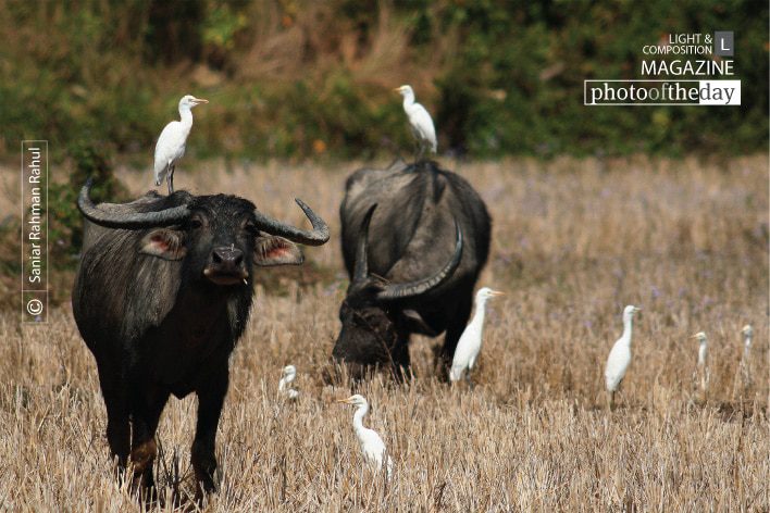 Cattle Egret and Buffalo, by Saniar Rahman Rahul Cattle Egret and Buffalo, by Saniar Rahman Rahul - Wildlife Photography, Photojournalism, Nature Photography, Cattle Egret, Buffalo