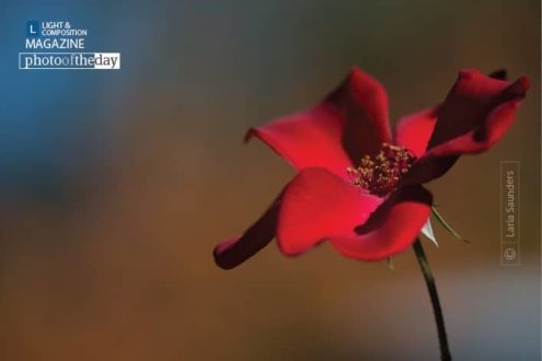 Point Reyes Rose, by Laria Saunders - Close-up Photography, Photography Awards, Photo of the Day, Art Photography, Nature Photography