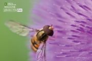 A fly on a Flower, by Lothar Seifert - Close-up Photography, Macro Photography, Nature Photography, Photo of the Day, Photography Awards