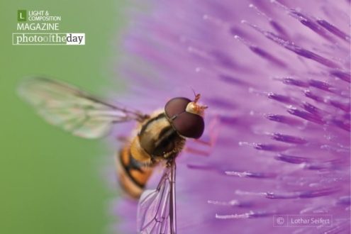 A fly on a Flower, by Lothar Seifert - Close-up Photography, Macro Photography, Nature Photography, Photo of the Day, Photography Awards