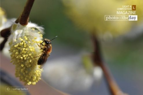 Willow Catkins, by Lothar Seifert - Close-up Photography, Nature Photography, Photo of the Day, Photography Awards, Wildlife Photography