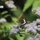 A Butterfly of Raimatang, by Nirupam Roy - Nature Photography, Close-up Photography, Photography Awards, Photo of the Day, Light & Composition