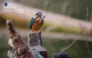 Wildlife Photography, Kingfisher Photography, Bird Photography, Photo of the Day, Photography Awards – Kingfisher on the Perch, by Nirupam Roy Kingfisher on the Perch, by Nirupam Roy - Wildlife Photography, Kingfisher Photography, Bird Photography, Photo of the Day, Photography Awards