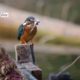 Kingfisher on the Perch, by Nirupam Roy - Wildlife Photography, Kingfisher Photography, Bird Photography, Photo of the Day, Photography Awards