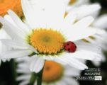 Close-up Photography, Photography Awards, Nature Photography, Macro Photography, Photo of the Day – Ladybug and a Daisy, by Tisha Clinkenbeard Ladybug and a Daisy, by Tisha Clinkenbeard - Close-up Photography, Photography Awards, Nature Photography, Macro Photography, Photo of the Day