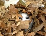 Artistic Photography, Photo of the Day, Photography Awards, Cat Photography, Wildlife Photography – Peek-a-who? by Tisha Clinkenbeard Peek-a-who? by Tisha Clinkenbeard - Artistic Photography, Photo of the Day, Photography Awards, Cat Photography, Wildlife Photography