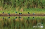 Purple Swamphen in Reflect, by Saniar Rahman Rahul - Wildlife Photography, Photojournalism, Purple Swamphen, Nature Photography, Photography Awards