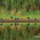 Purple Swamphen in Reflect, by Saniar Rahman Rahul - Wildlife Photography, Photojournalism, Purple Swamphen, Nature Photography, Photography Awards