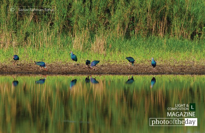 Purple Swamphen in Reflect, by Saniar Rahman Rahul Purple Swamphen in Reflect, by Saniar Rahman Rahul - Wildlife Photography, Photojournalism, Purple Swamphen, Nature Photography, Photography Awards