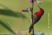 Wildlife Photography, Bird Photography, Photo of the Day, Photography Awards, Nature Photography – Crimson Sunbird, by Tareq Uddin Ahmed Crimson Sunbird, by Tareq Uddin Ahmed - Wildlife Photography, Bird Photography, Photo of the Day, Photography Awards, Nature Photography