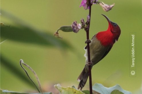 Crimson Sunbird, by Tareq Uddin Ahmed - Wildlife Photography, Bird Photography, Photo of the Day, Photography Awards, Nature Photography