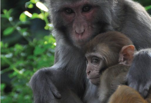 Parenthood, by Ryszard Wierzbicki Parenthood, by Ryszard Wierzbicki - Wildlife Photography, Photo of the Day, Award Winning Photography, Ryszard Wierzbicki, Nature Photography