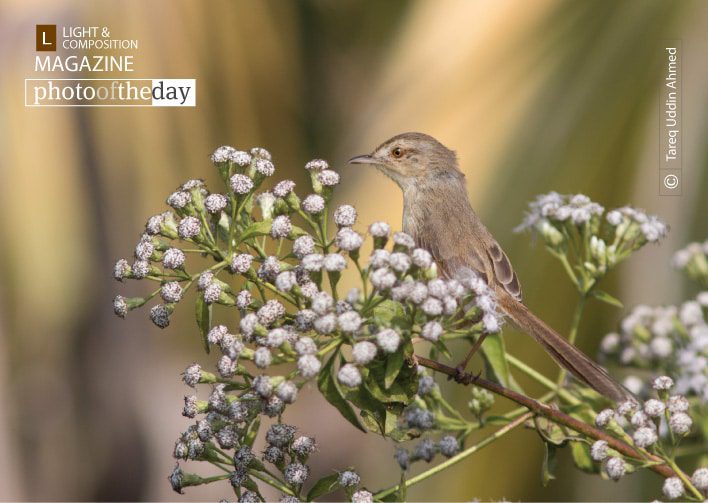 Hide and Seek, by Tareq Uddin Ahmed Hide and Seek, by Tareq Uddin Ahmed - Wildlife Photography, Photography Award, Photo of the Day, Nature Photography, Bird Photography