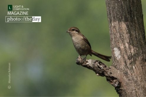 Curious Brown Shrike, by Masudur Rahman - Wildlife Photography, Photography Awards, Photo of the Day, Bird Photography, Nature Photography