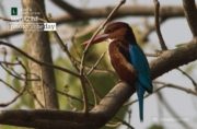 White-Throated Kingfisher, Wildlife Photography, Bird Photography, Photo of the Day, Photography Awards – Basking White-Throated Kingfisher, by Masudur Rahman Basking White-Throated Kingfisher, by Masudur Rahman - White-Throated Kingfisher, Wildlife Photography, Bird Photography, Photo of the Day, Photography Awards