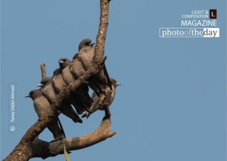 Goodfellas, by Tareq Uddin Ahmed - Wildlife Photography, Photography Award, Photo of the Day, Nature Photography, Bird Photography
