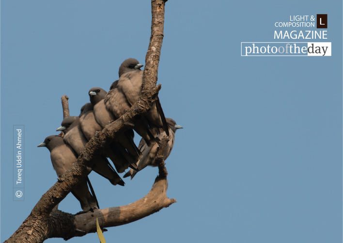 Goodfellas, by Tareq Uddin Ahmed - Wildlife Photography, Photography Award, Photo of the Day, Nature Photography, Bird Photography