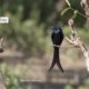 Beautiful Black Drango, by Masudur Rahman Beautiful Black Drango, by Masudur Rahman - Wildlife Photography, Black Drango, Photo of the Day, Photography Awards, Online Photography Courses